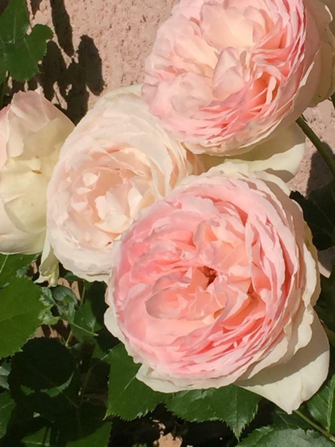 Rose Garden Studio Giverny Exterior photo