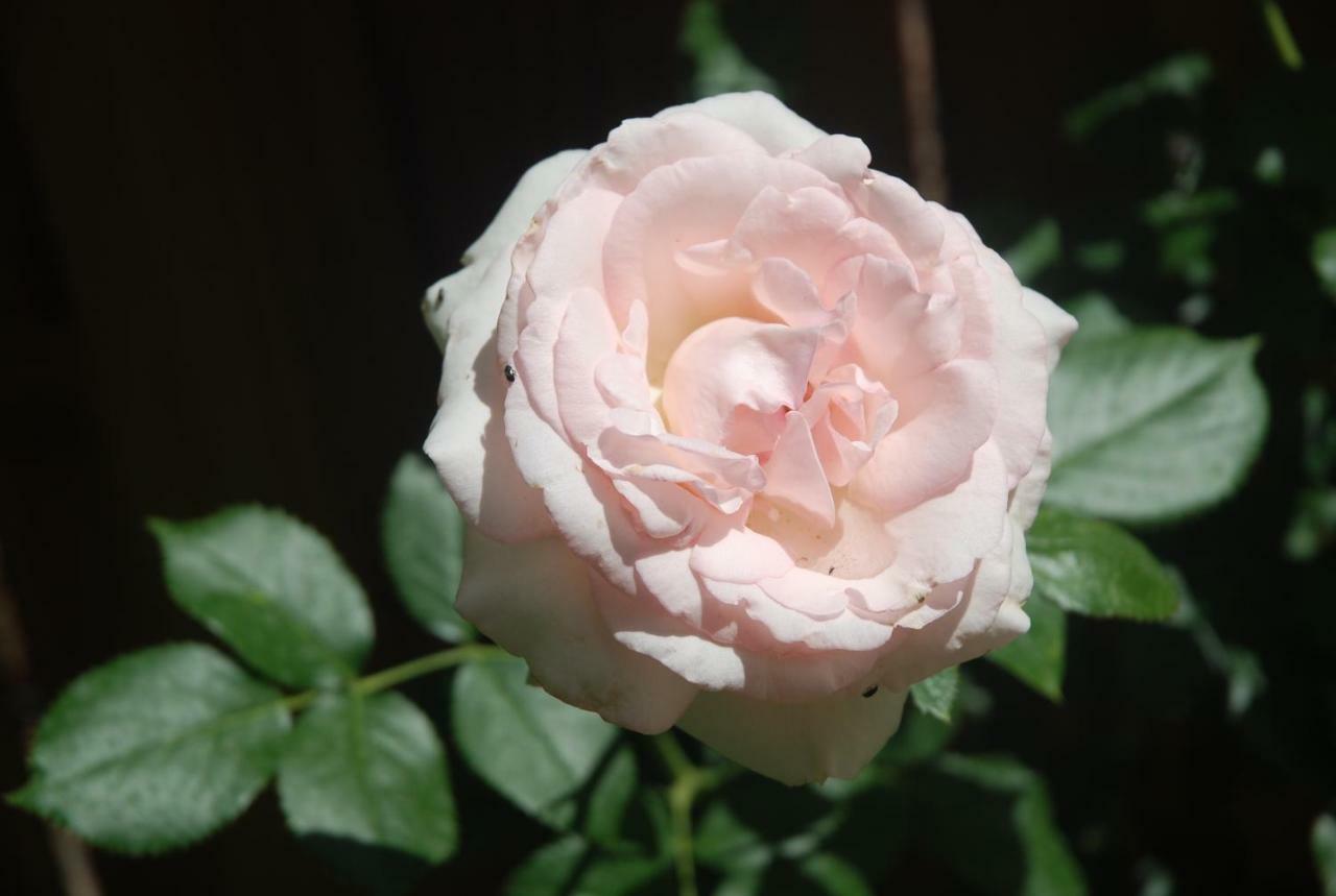 Rose Garden Studio Giverny Exterior photo